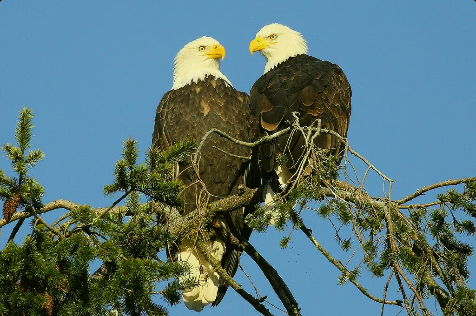 Wild eagles
